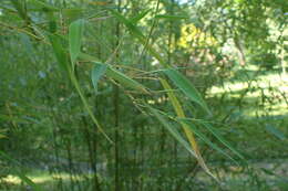 Image of Phyllostachys platyglossa C. P. Wang & Z. H. Yu