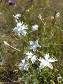 Image of Dianthus serotinus Waldst. & Kit.