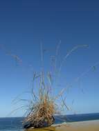 صورة Cymbopogon refractus (R. Br.) A. Camus