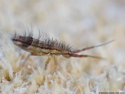 Image de Orchesella flavescens (Bourlet & C 1839)