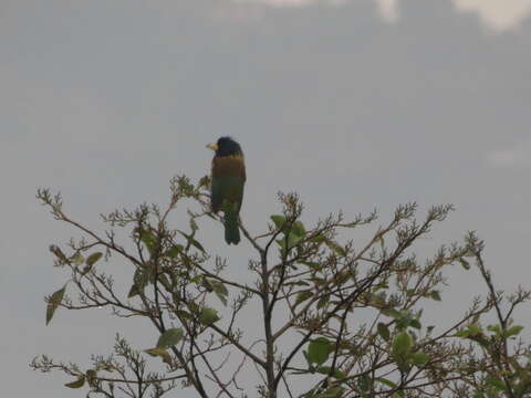 Image of Great Barbet