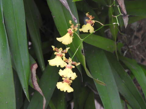 Image of Wydler's dancing-lady orchid