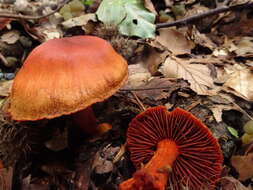 Image of Cortinarius sanguineus