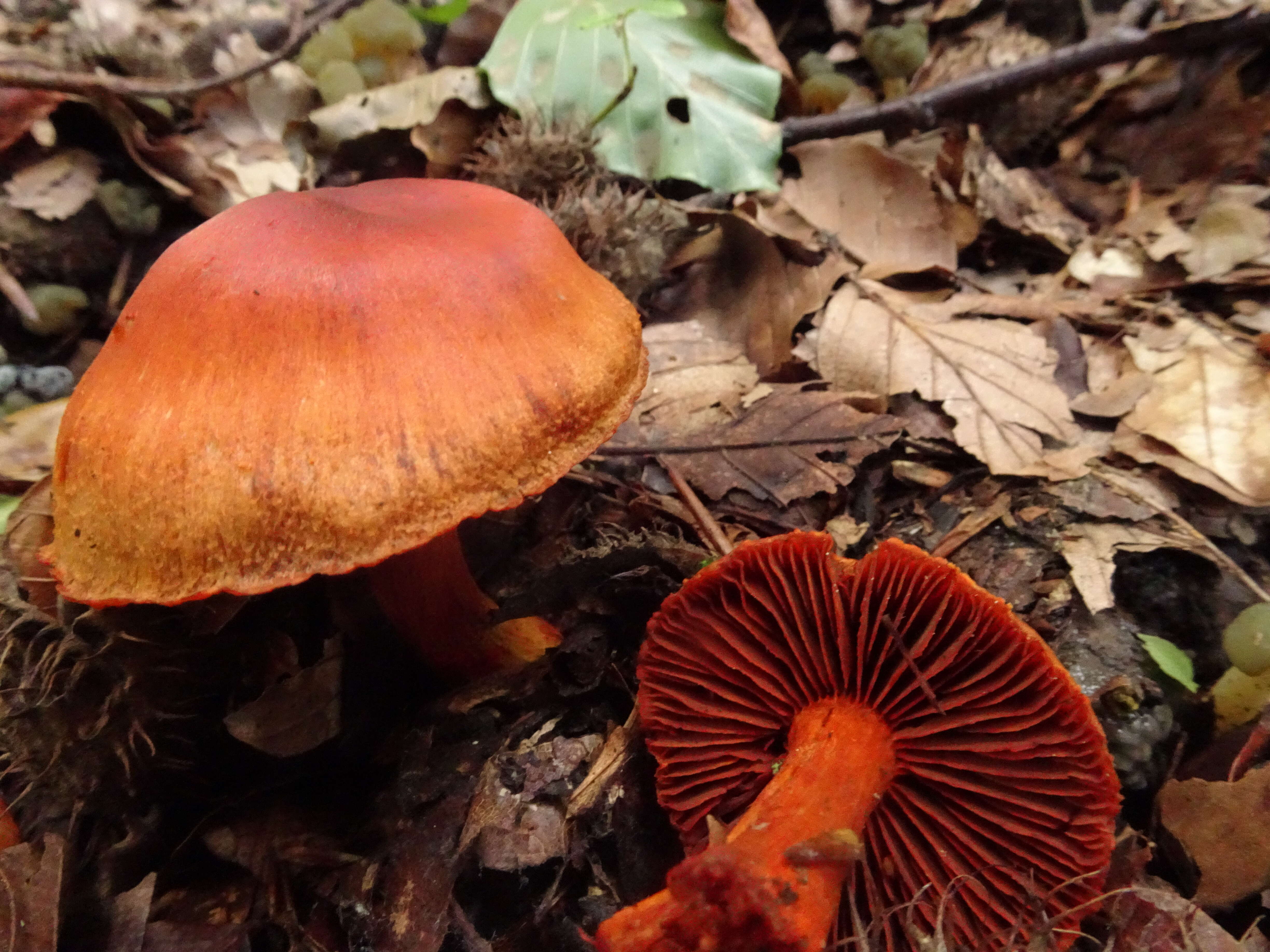 Image of Cortinarius sanguineus