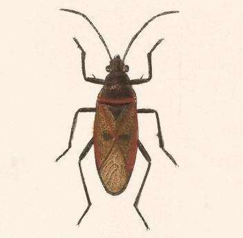 Image of Largus cinctus Herrich-Schaeffer 1842