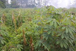 Image of cassava