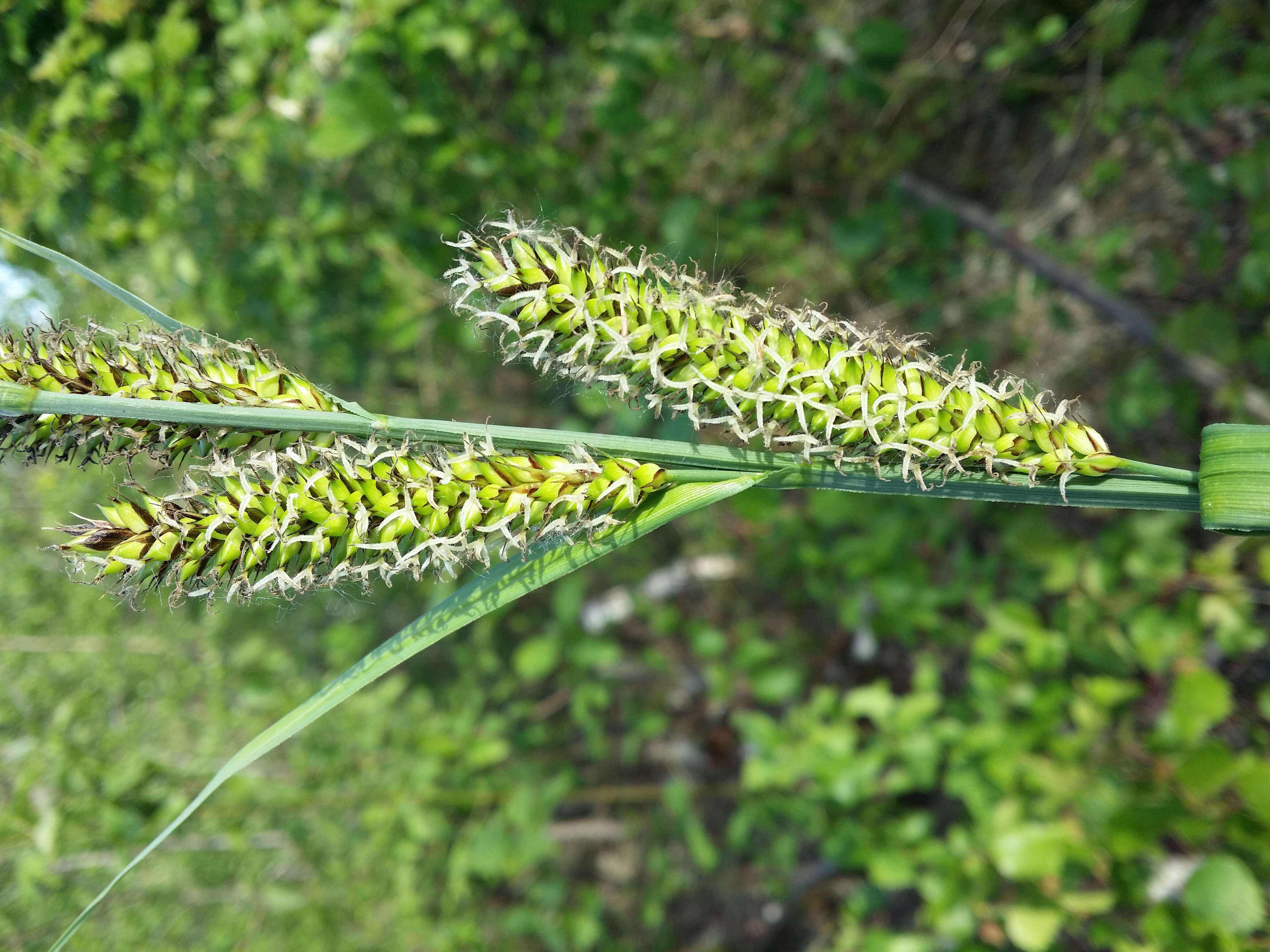 Image of Greater Pond-Sedge