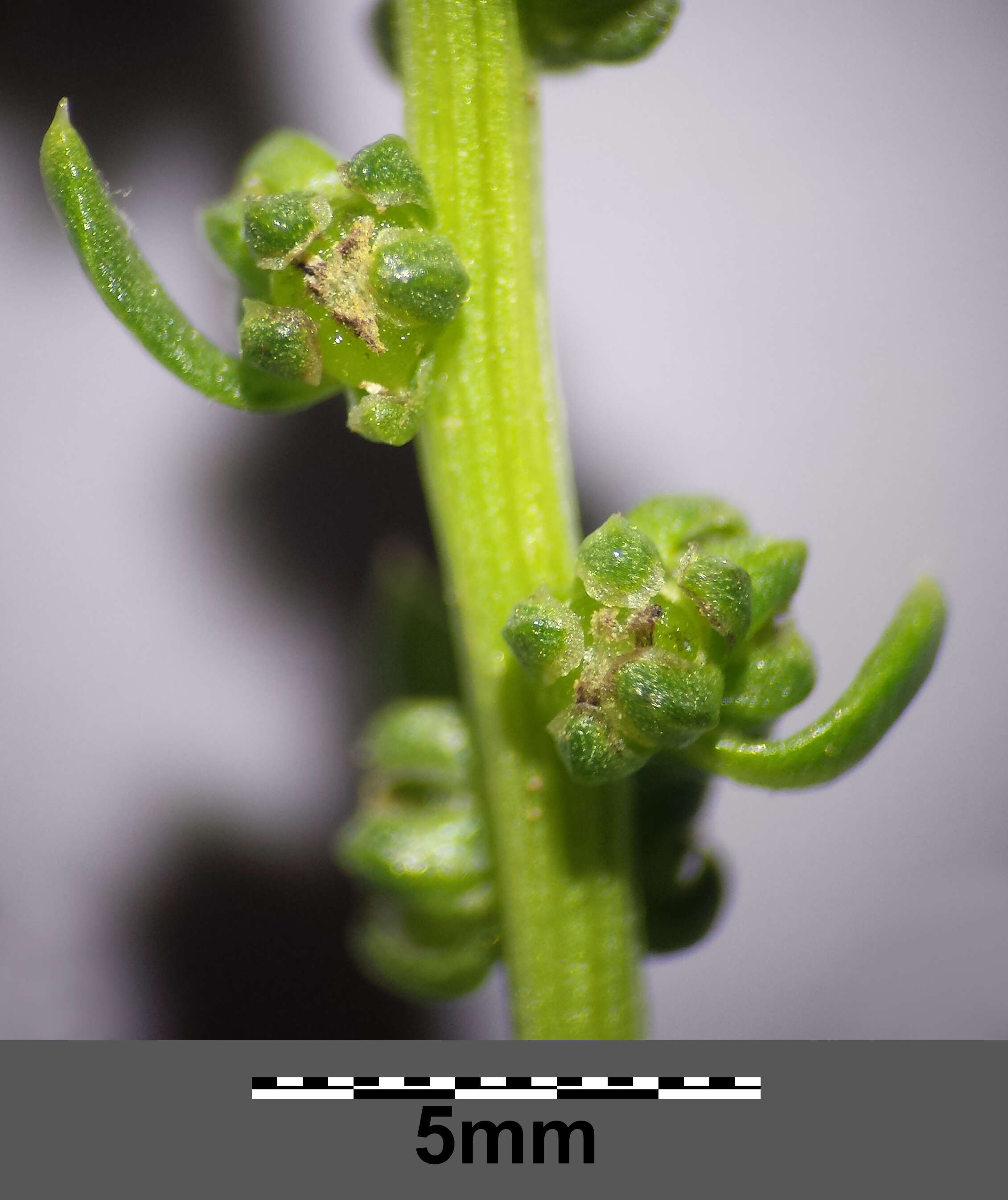 Image of sea beet