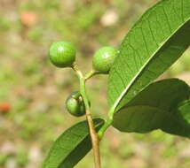 Image of Zanthoxylum ovalifolium Wight