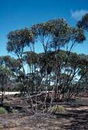 Image of Eucalyptus balladoniensis M. I. H. Brooker