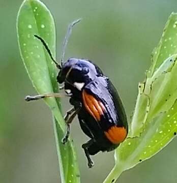 Image of Cryptocephalus moraei