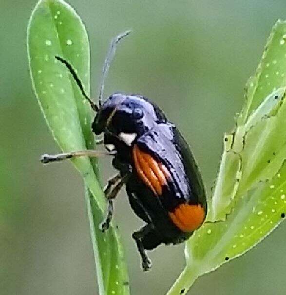 Cryptocephalus moraei resmi