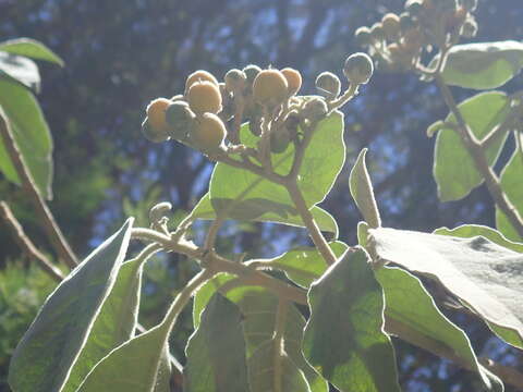 Imagem de Solanum mauritianum Scop.