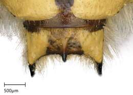 Image de Anthidium florentinum (Fabricius 1775)