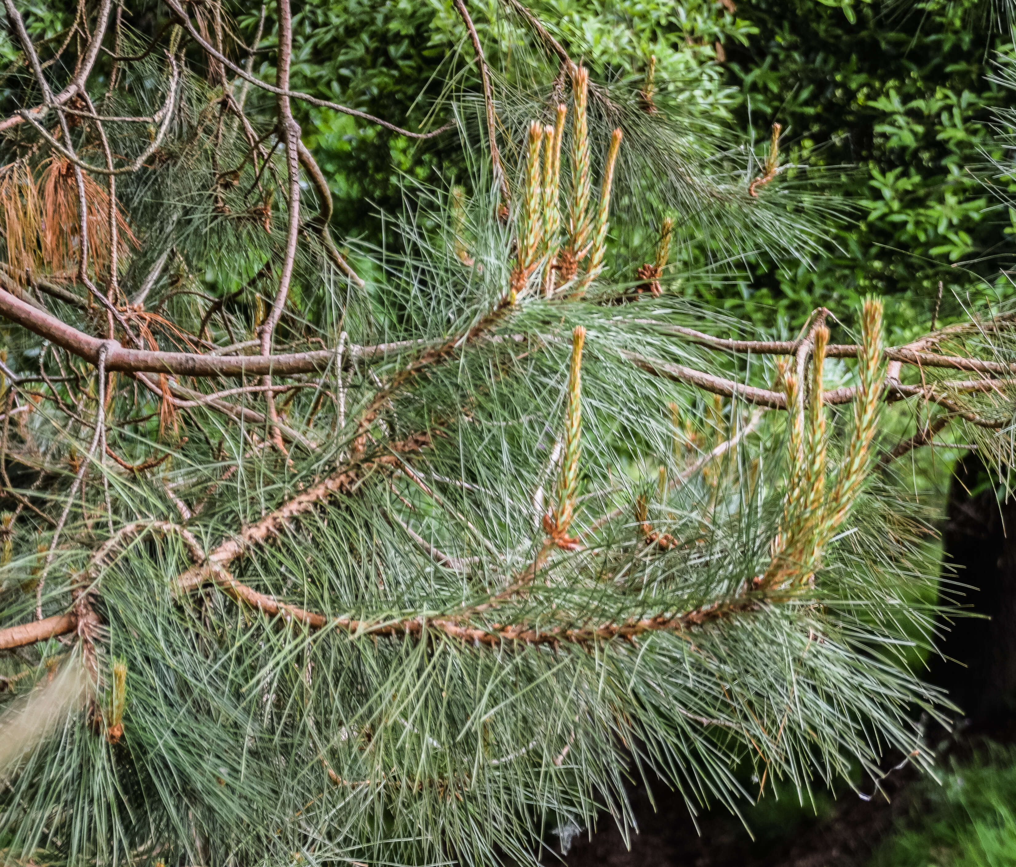 Image of Lawson's Pine