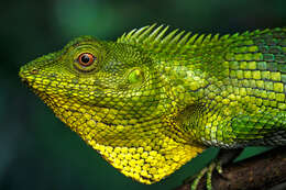 صورة Calotes nemoricola Jerdon 1853