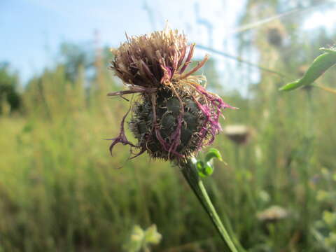 Centaurea scabiosa L. resmi