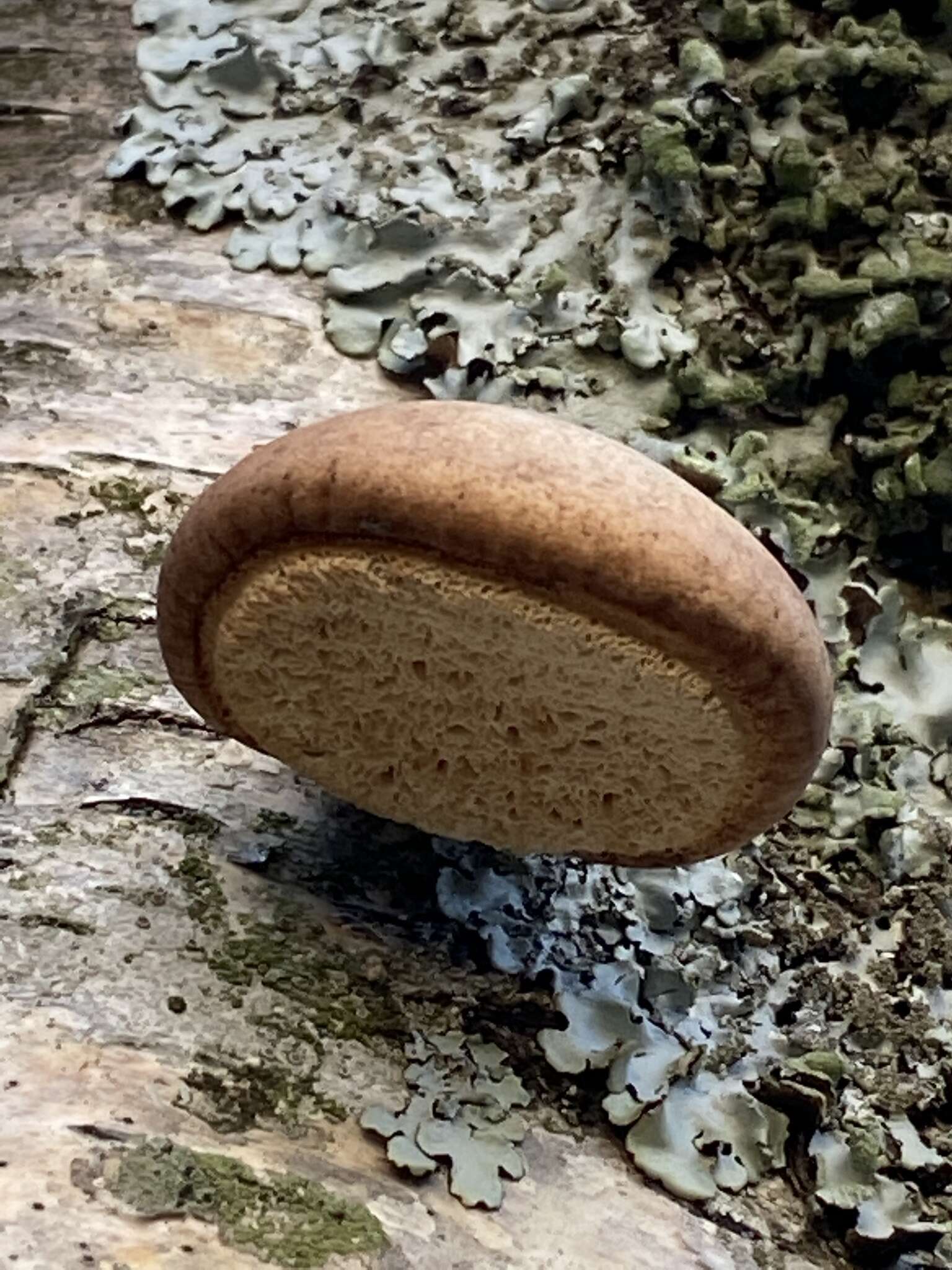 Image of birch polypore