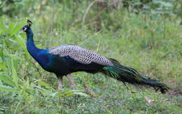 Image of Asiatic peafowl