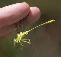 Image of Southern Yellowjack