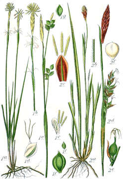 Image de Carex alba Scop.