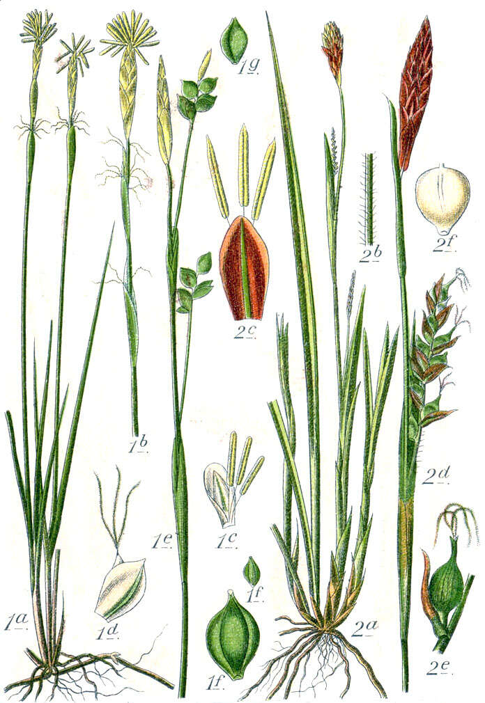 Image de Carex alba Scop.