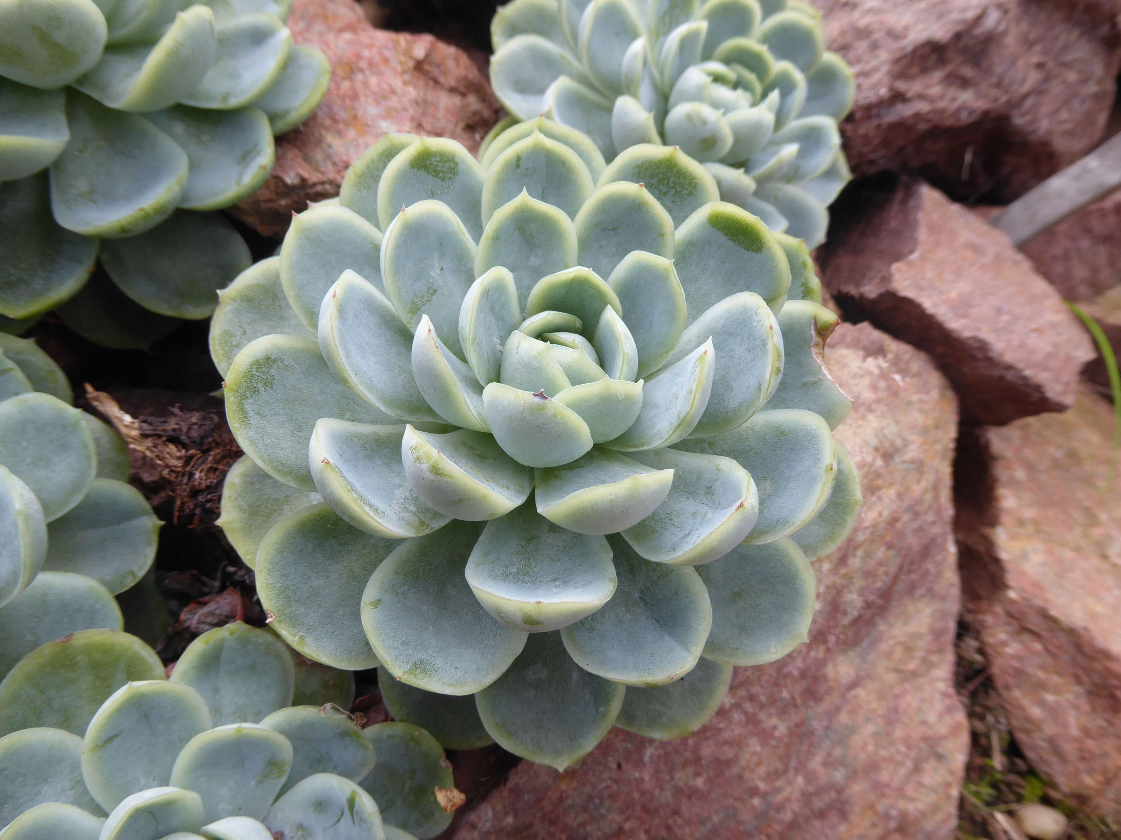 Image of Echeveria elegans Rose