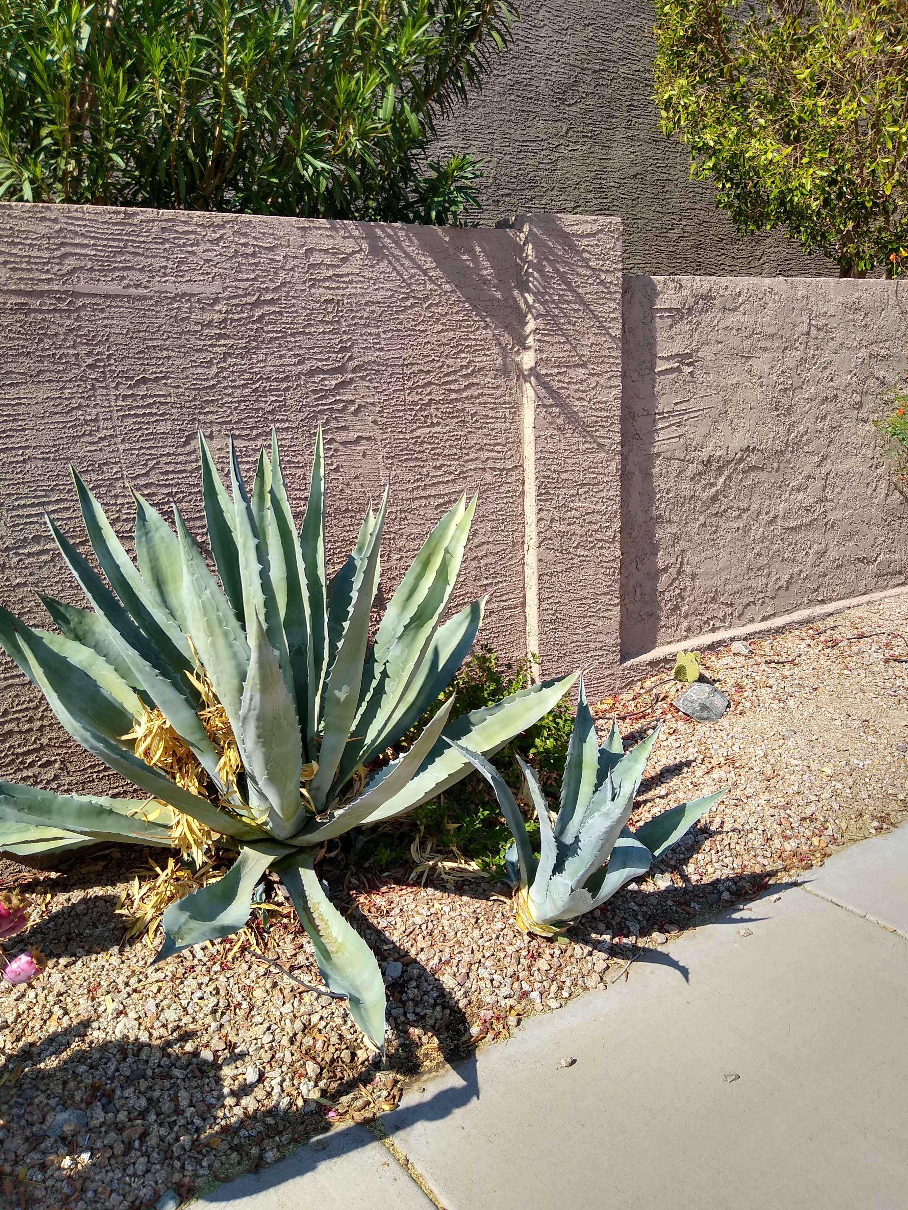 Image of American Aloe