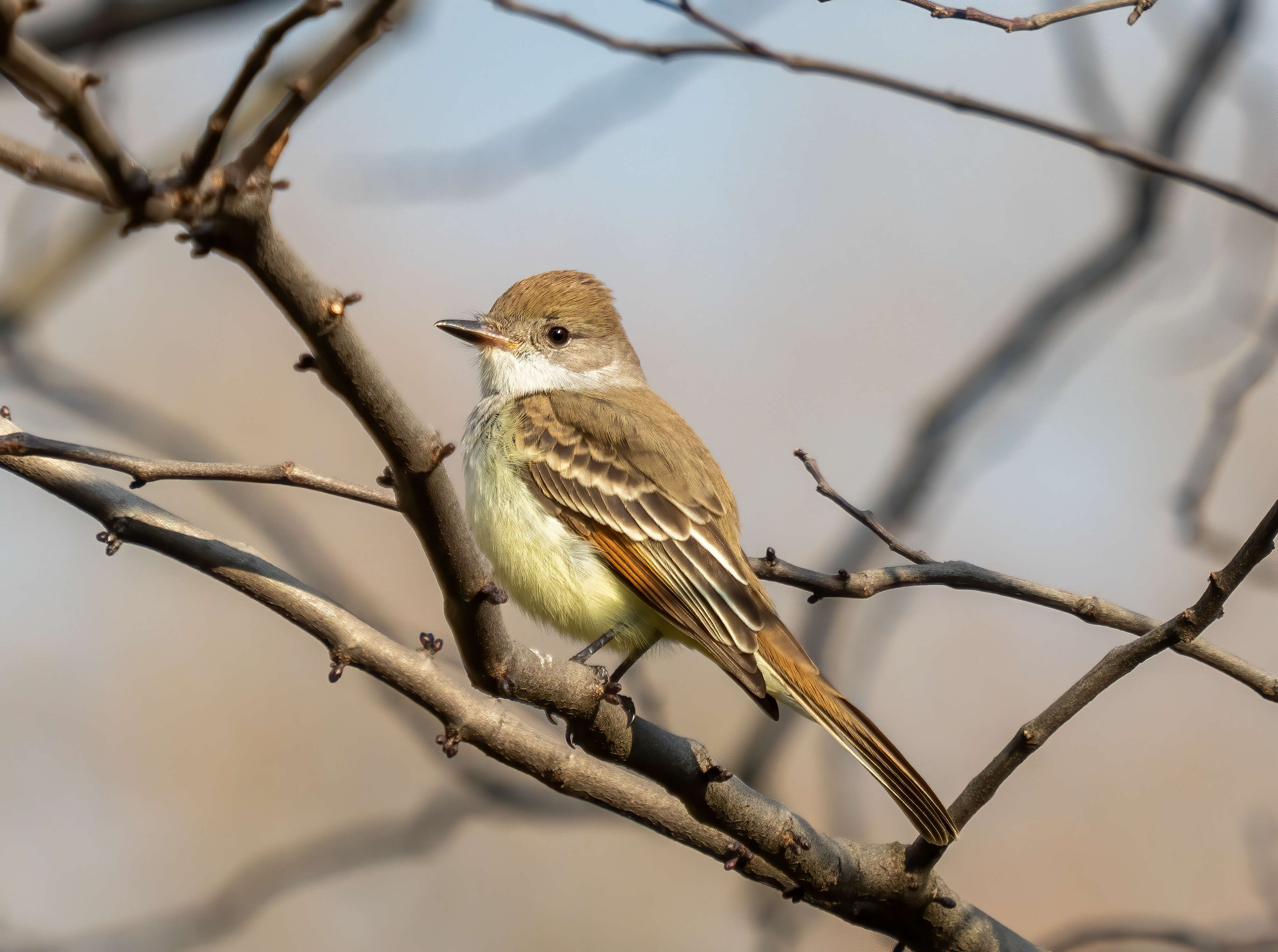 Image of Ash-throated Flycatcher