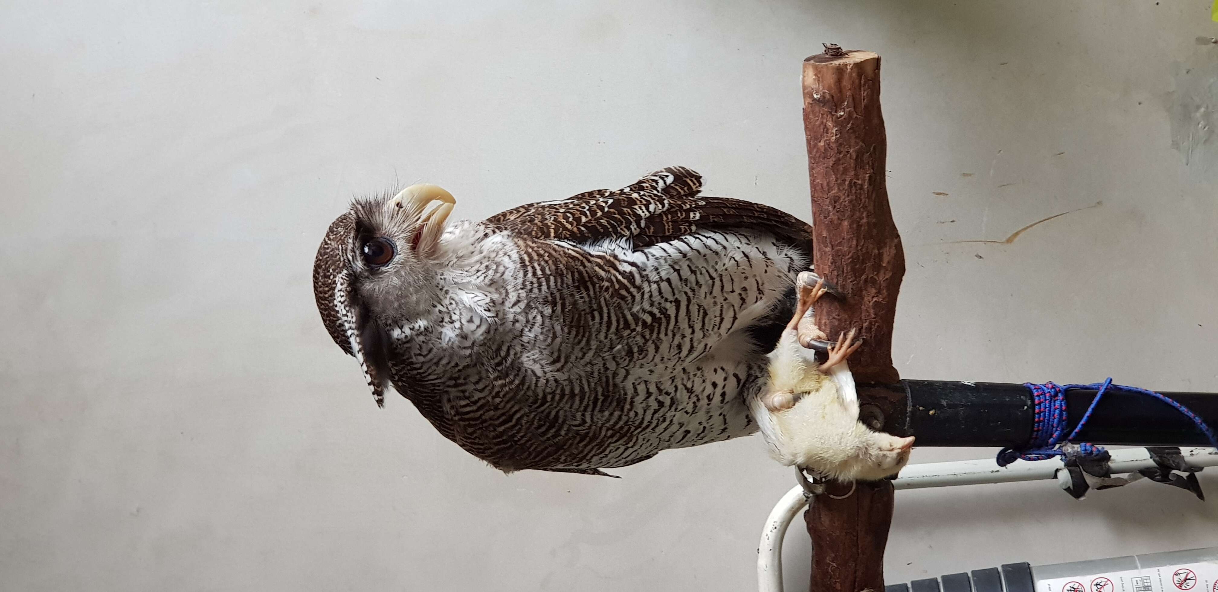 Image of Barred Eagle-Owl