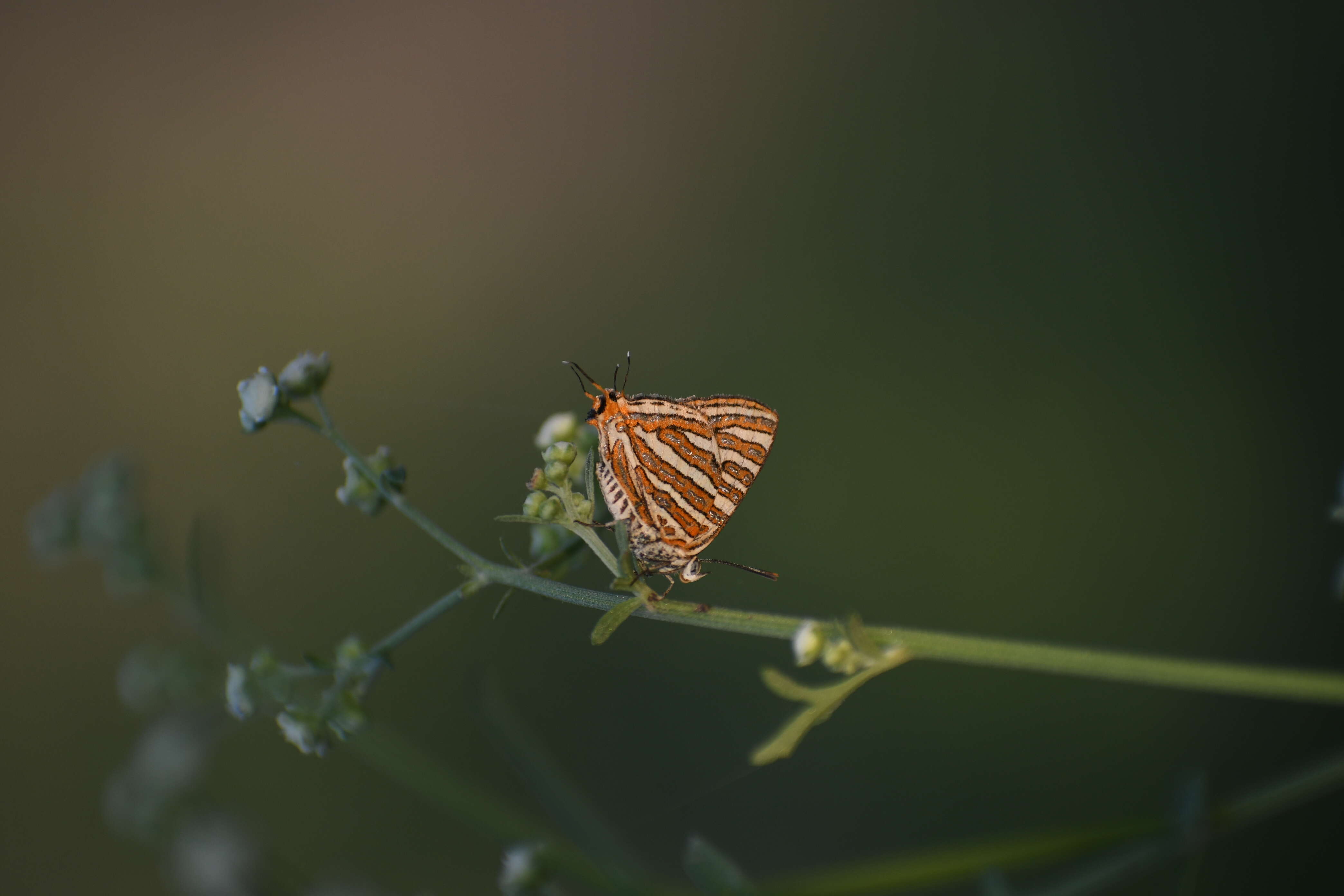 Image of Cigaritis vulcanus