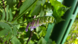 Image of fodder vetch