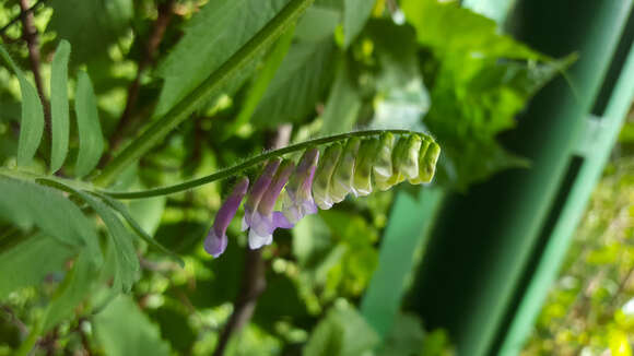 Image of fodder vetch