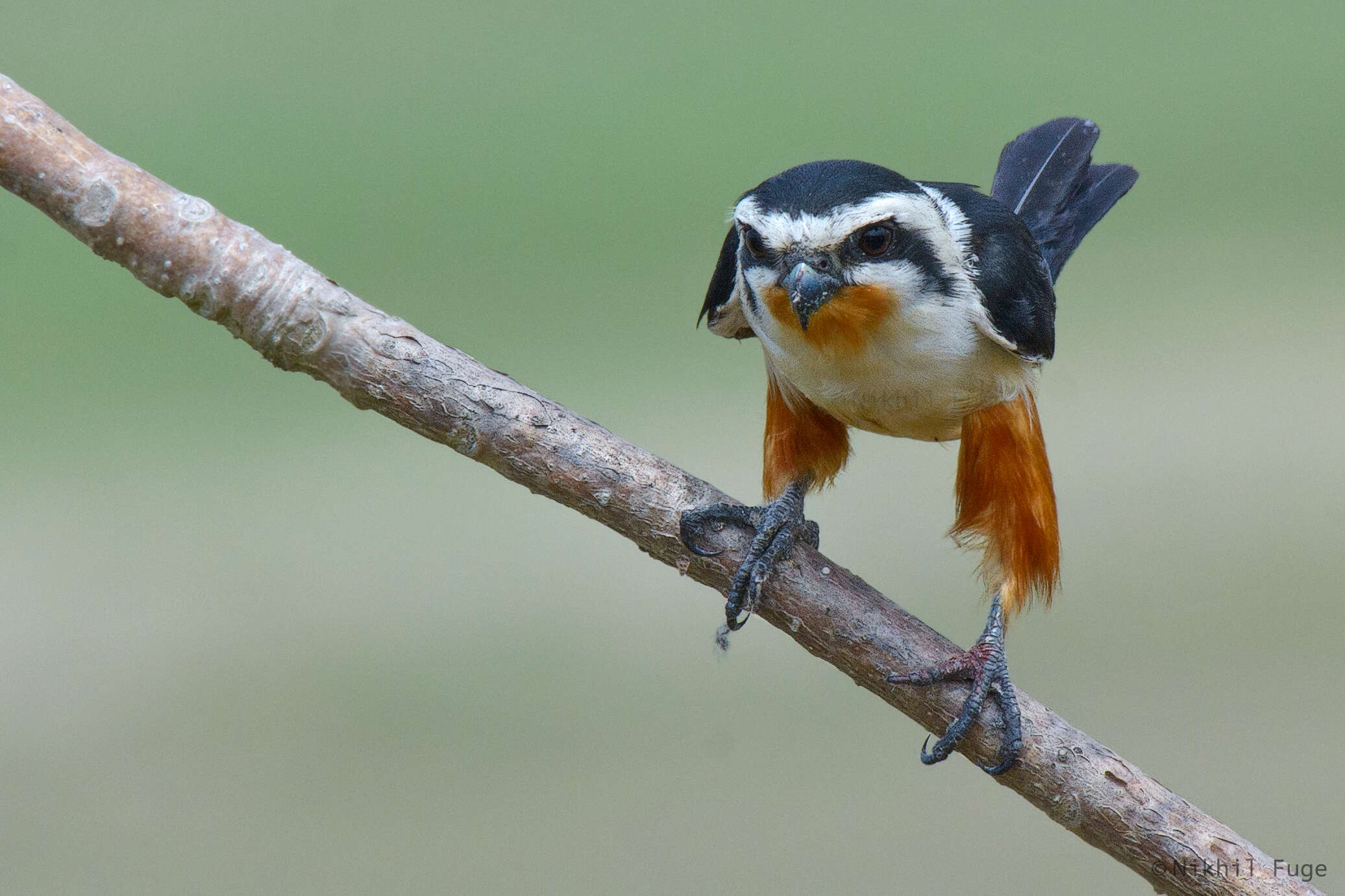 Image of Collared Falconet