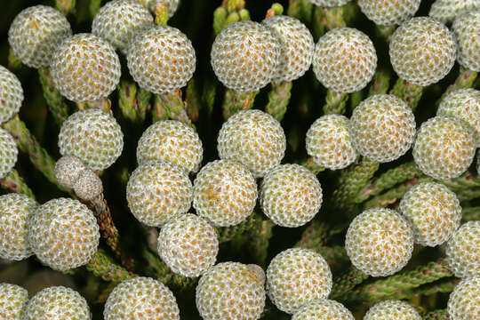 Sivun Brunia noduliflora P Goldblatt & J. C. Manning kuva