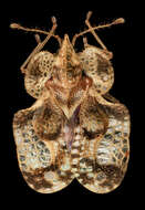 Image of lace bugs