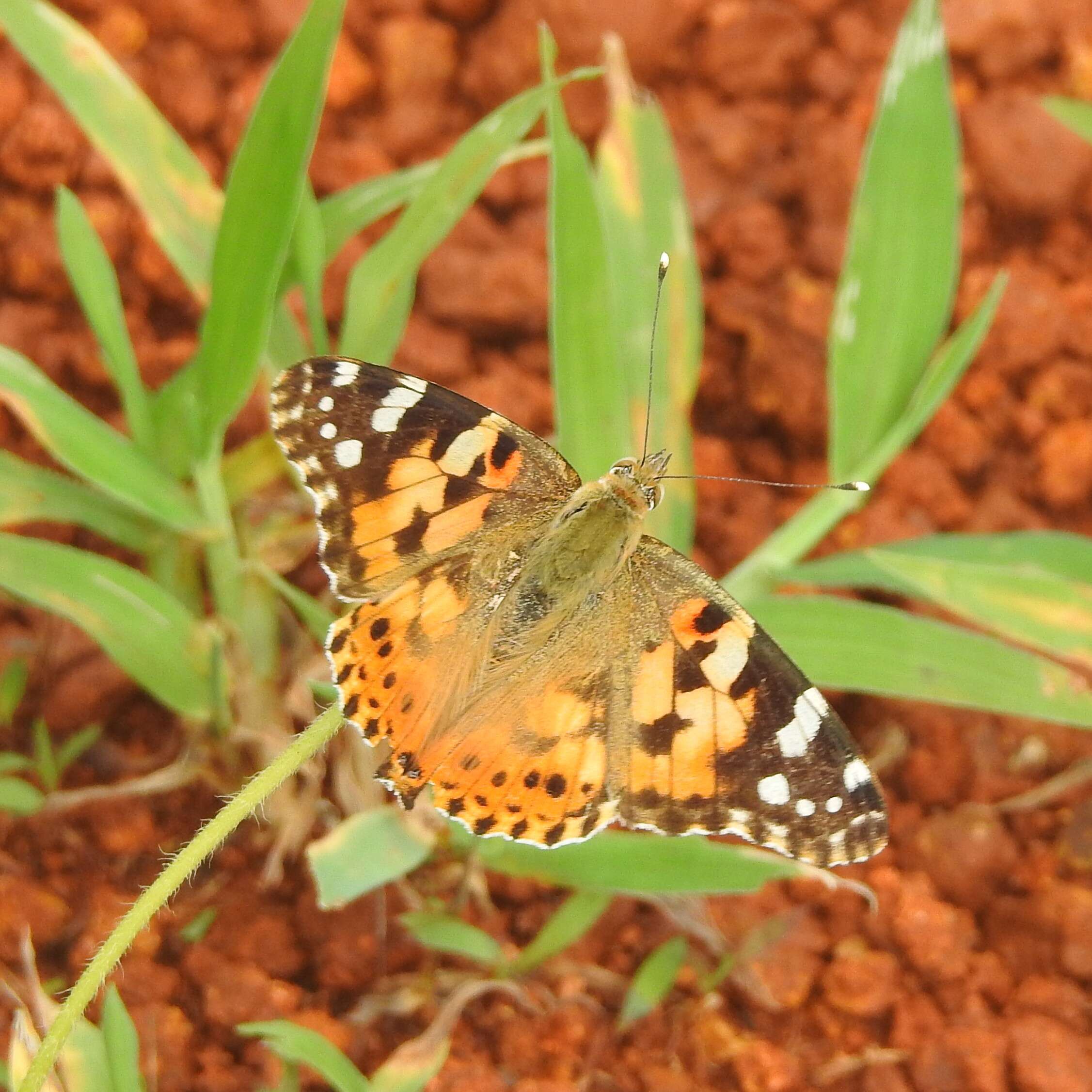 Image of Vanessa cardui