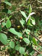 صورة Cotoneaster integerrimus Medik.