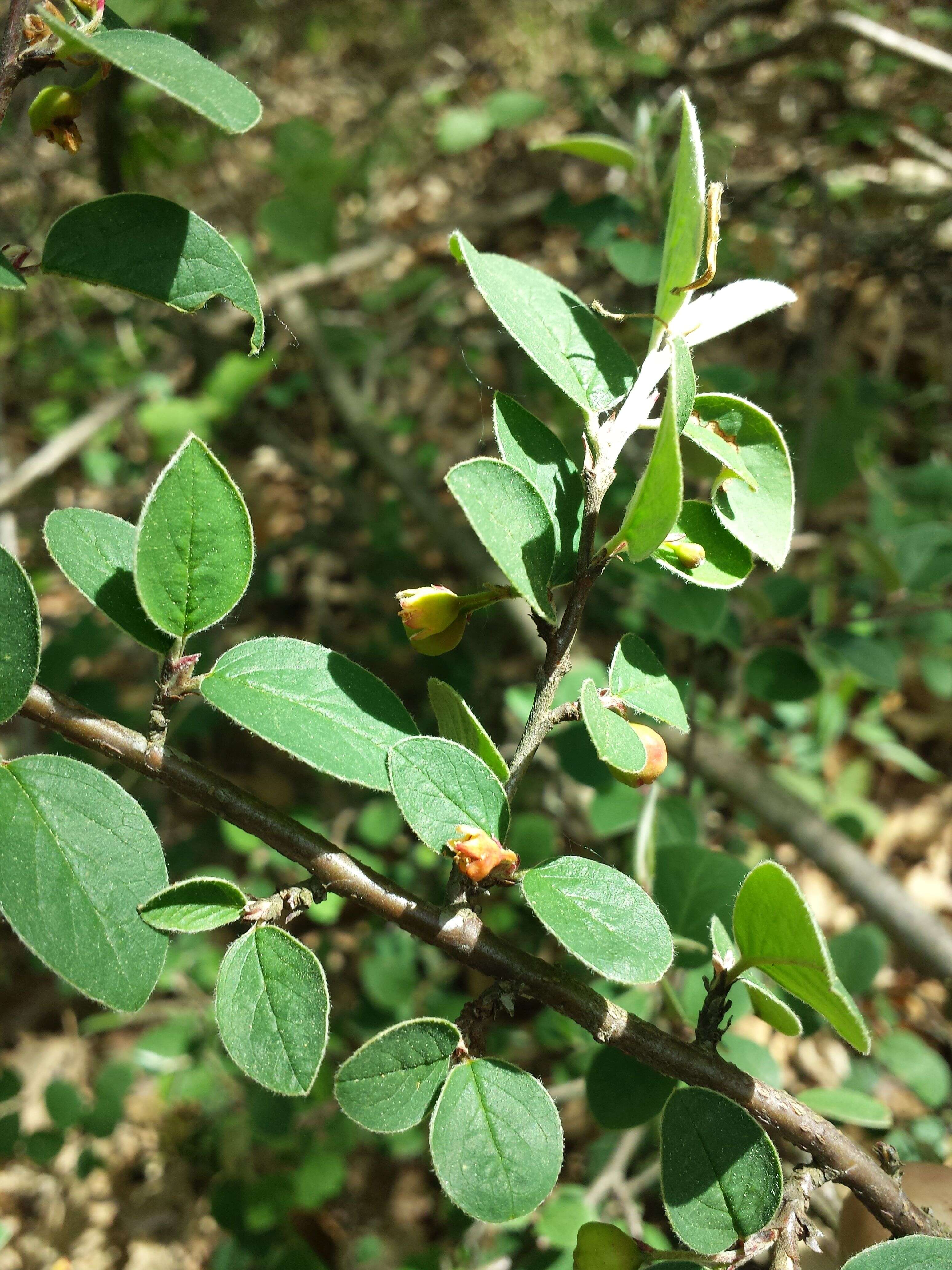 صورة Cotoneaster integerrimus Medik.