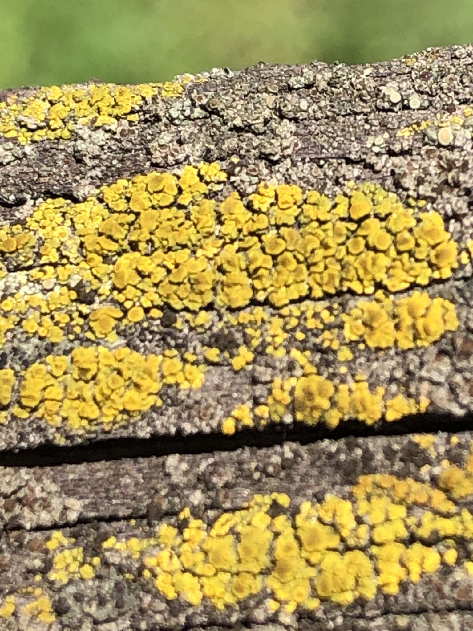 Image of eggyolk lichen