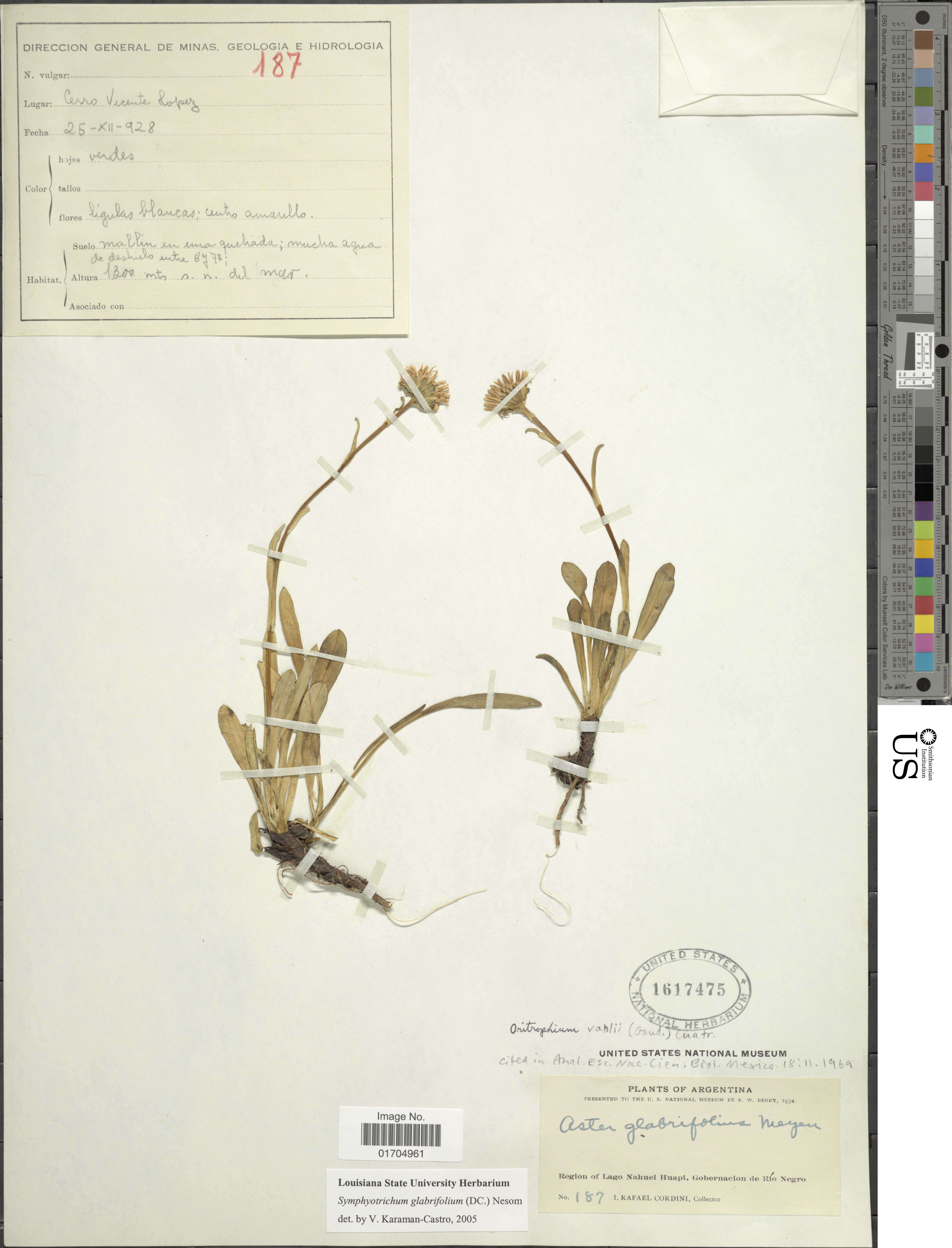 Image of Symphyotrichum glabrifolium (DC.) G. L. Nesom