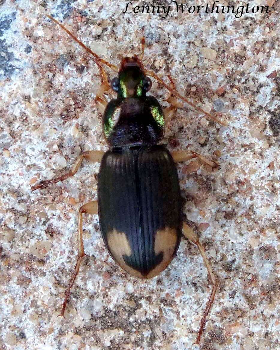 Image of Vivid Metallic Ground Beetles