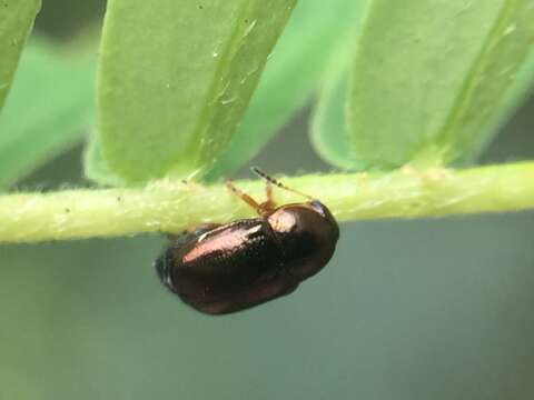 Diachus auratus (Fabricius 1801) resmi