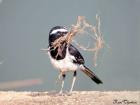 Image of White-browed Wagtail