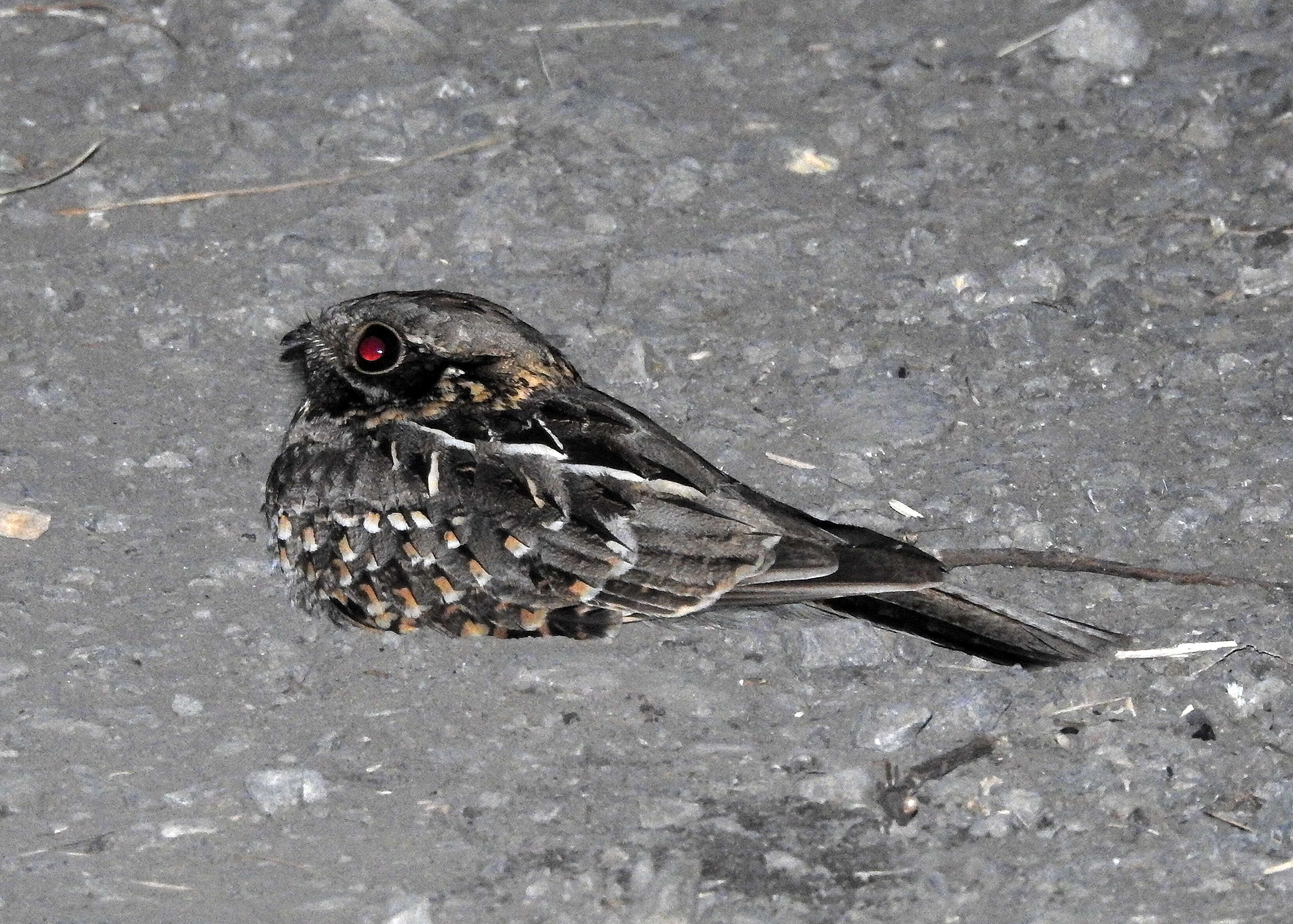 Image of Indian Nightjar