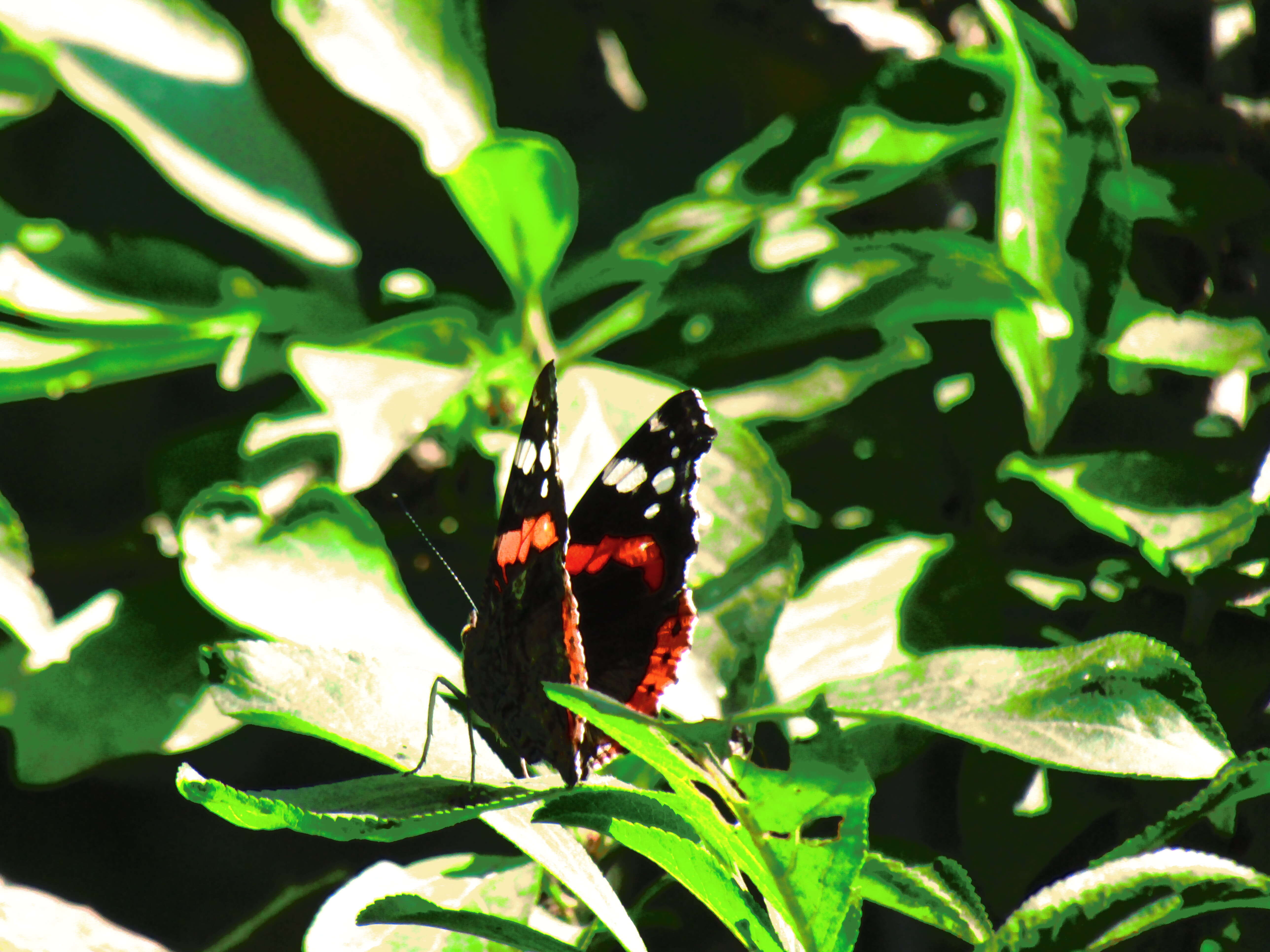 Image of Red Admiral