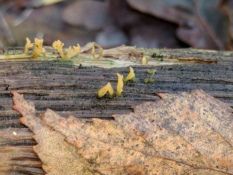 Imagem de Calocera cornea (Batsch) Fr. 1827