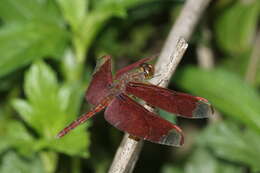 Image of Black Stream Glider