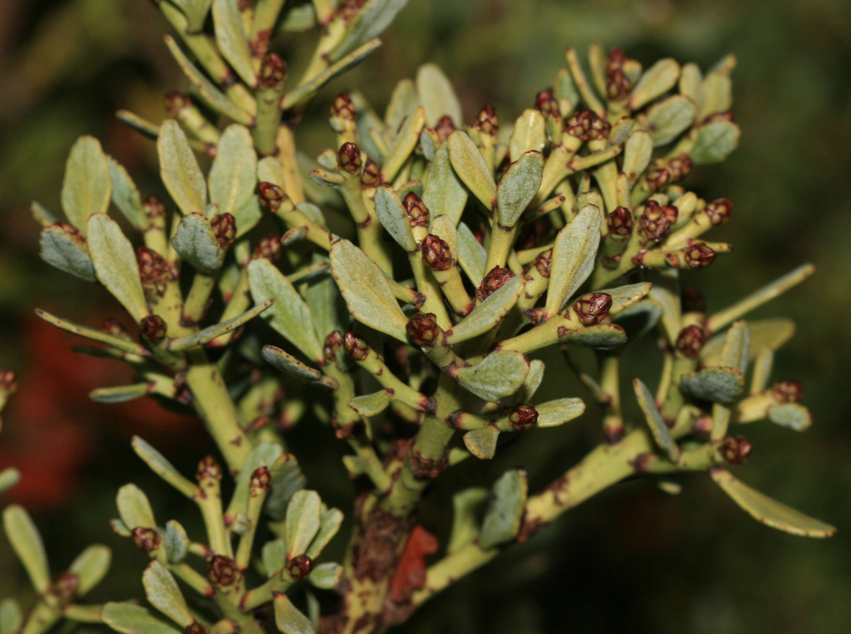 Image de Phyllocladus trichomanoides var. alpinus (Hook. fil.) Parl.