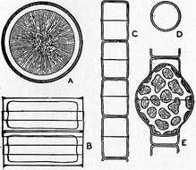 Image of Melosiraceae